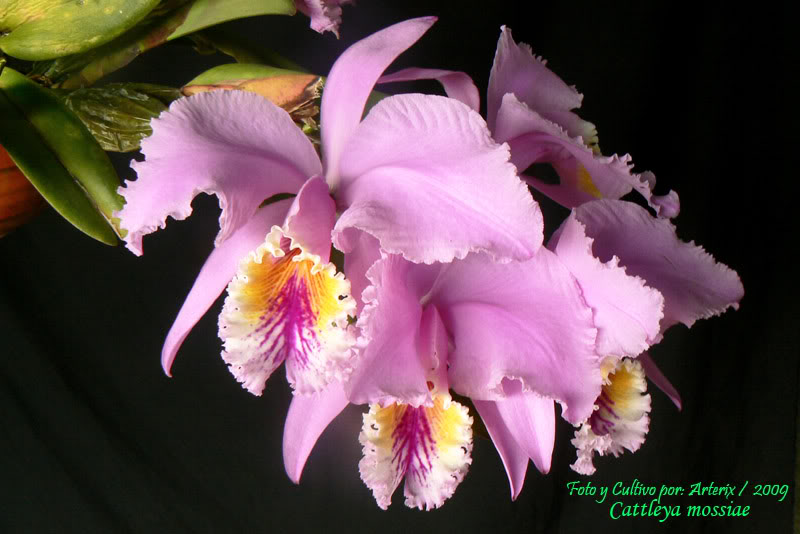 C_mossiae_09_A3.jpg
