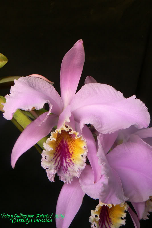 C_mossiae_09_A4.jpg