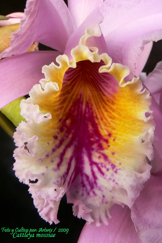 C_mossiae_09_B.jpg