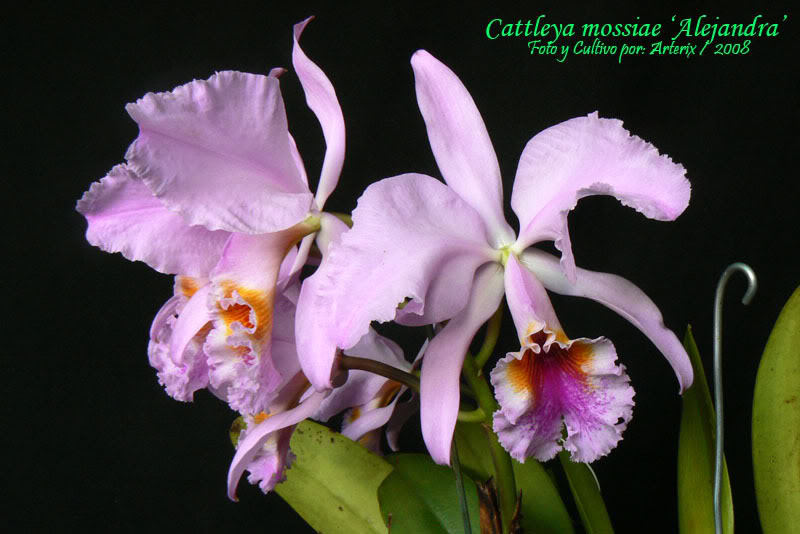 C_mossiae_Alejandra_02.jpg
