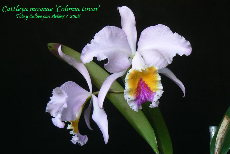 C_mossiae_colonia_tovar_01.jpg