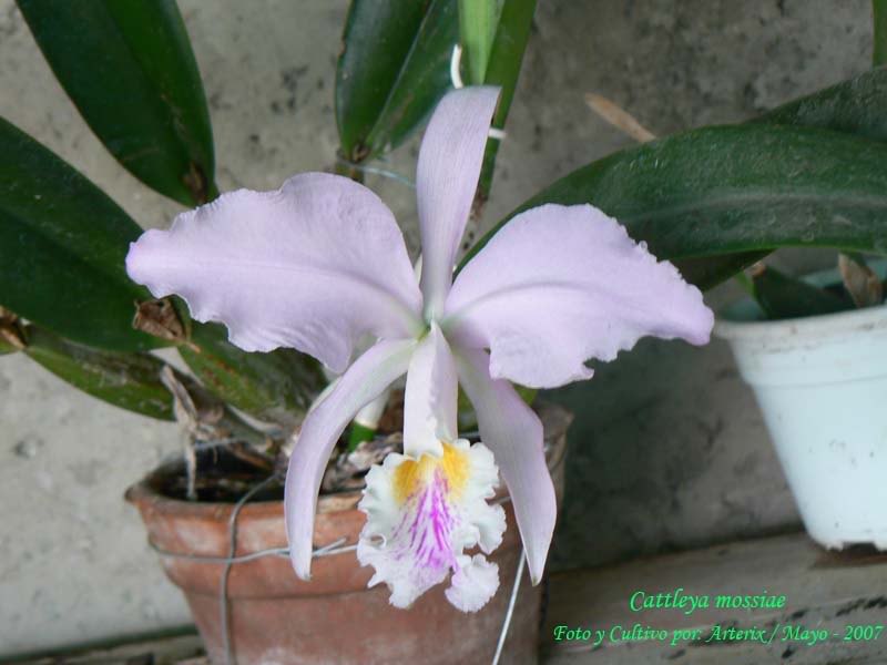 C_mossiae_W_02.jpg