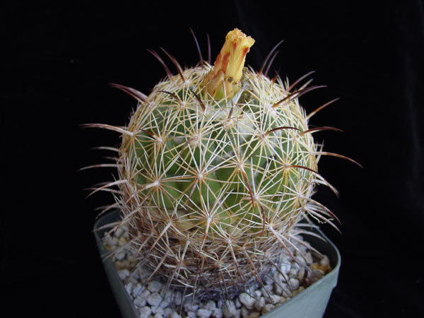 c_radians_600.jpg