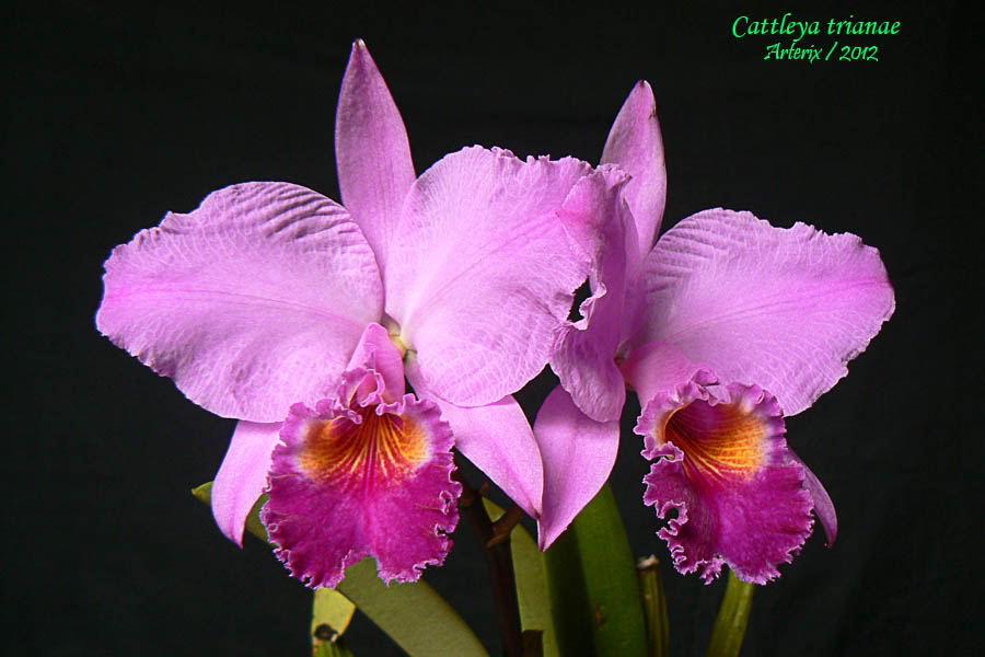 C_trianae_001.jpg