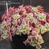 ca279b_tn.jpg