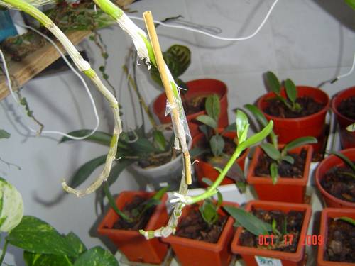 Ca_a_de_dendro_con_keiki.jpg