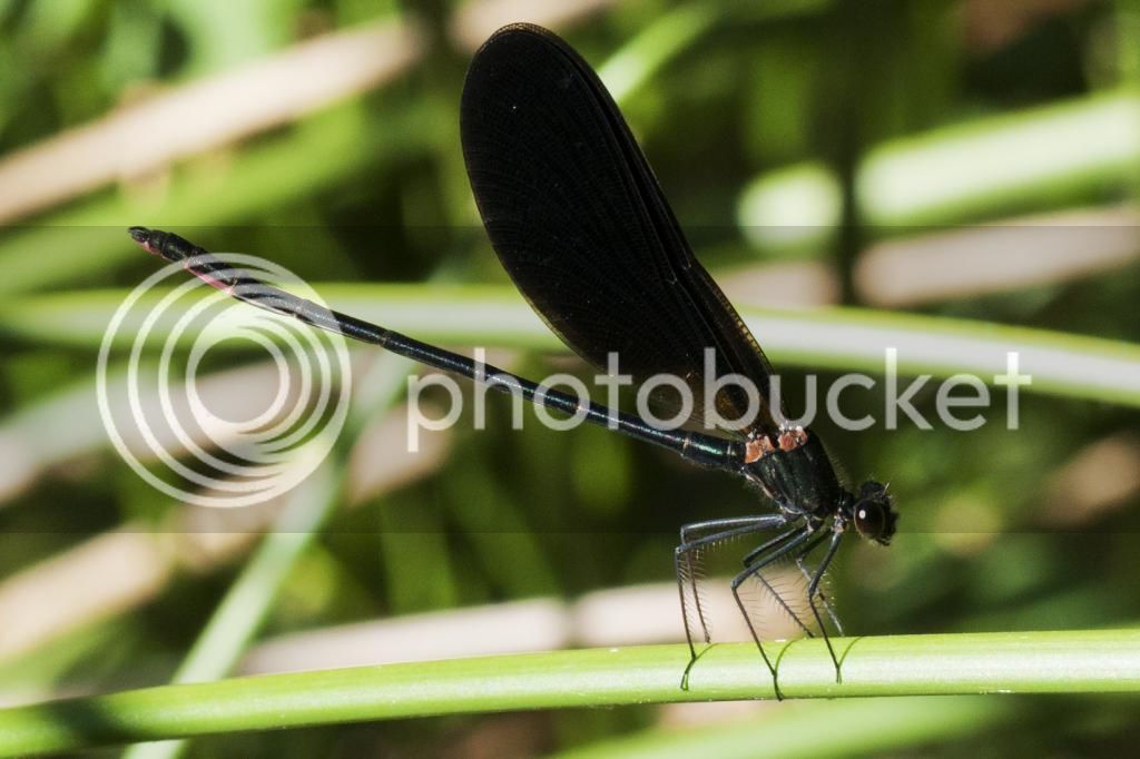Caballitos220714_33_zpsa06b43b0.jpg