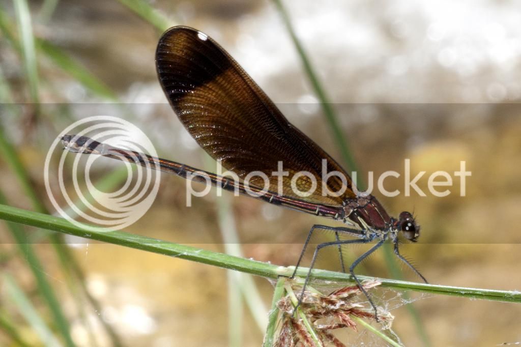 Caballitos220714_3_zpsc2a0c9ab.jpg