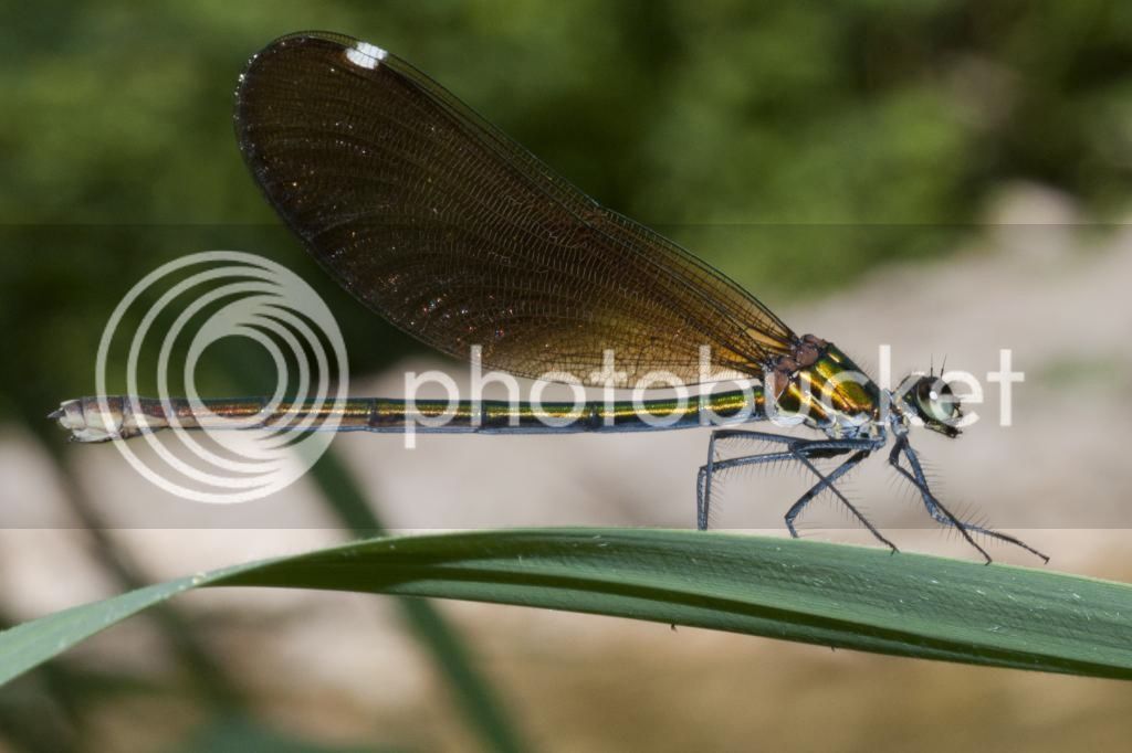 Caballitos220714_7_zps838c9733.jpg