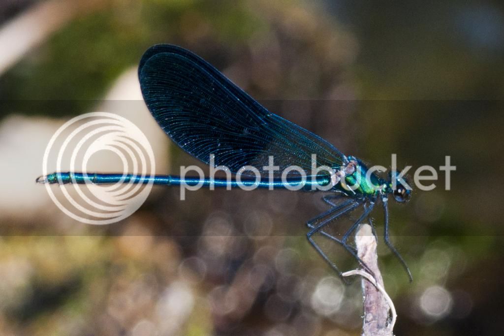 Caballitos220714_8_zps928c80f7.jpg
