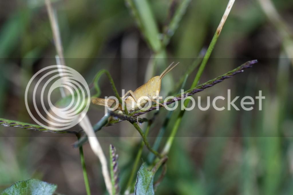 Caballitos220714_9_zps4db665db.jpg