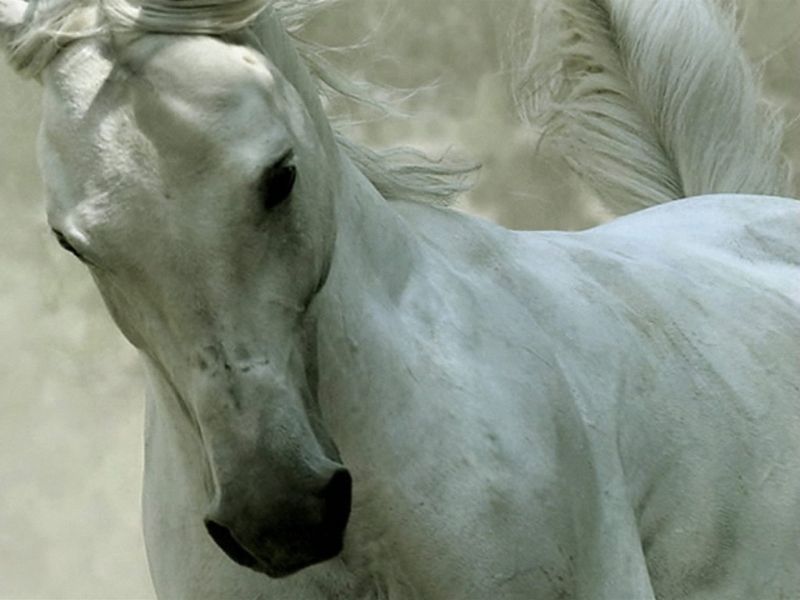 Caballo%20Arabe_800.jpg