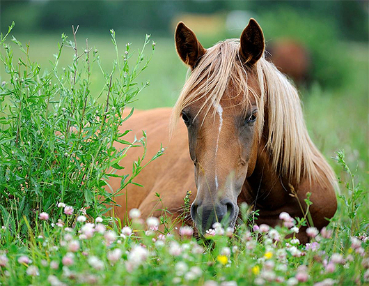 caballo_y_flores.jpg