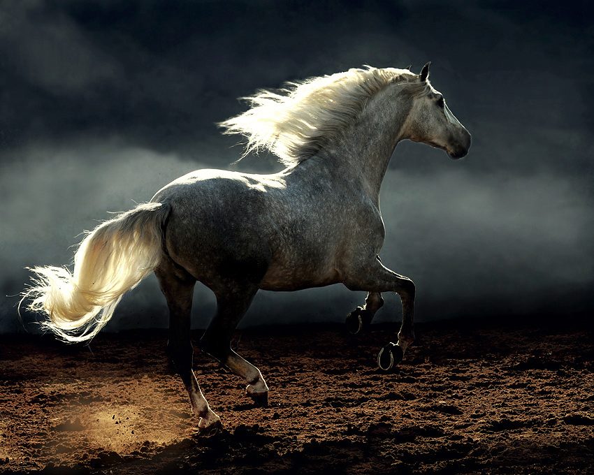 caballos-andaluces.jpg