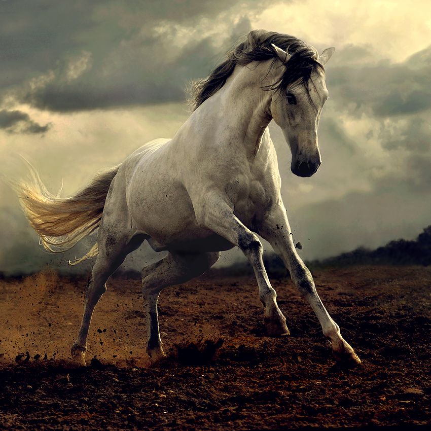 caballos_andaluces4.jpg