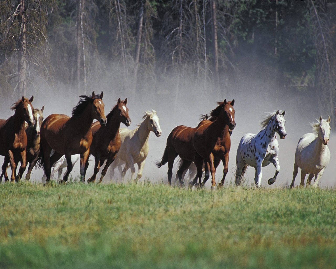 caballos_galopando.jpg