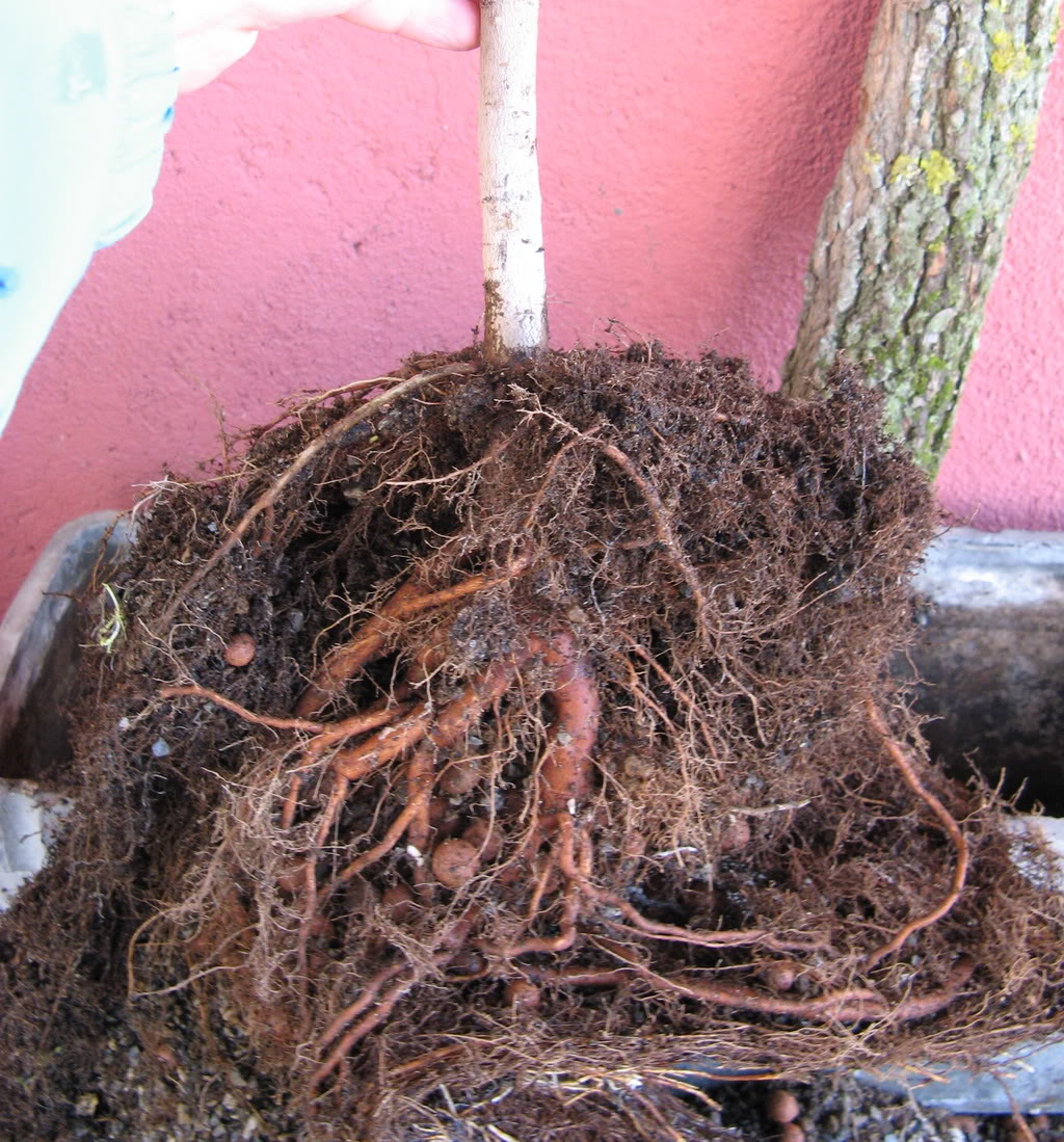 cabellera0.jpg