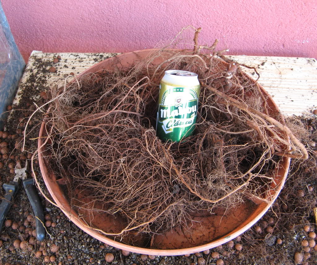 cabellera4.jpg