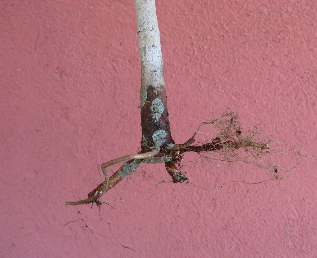 cabellera6.jpg