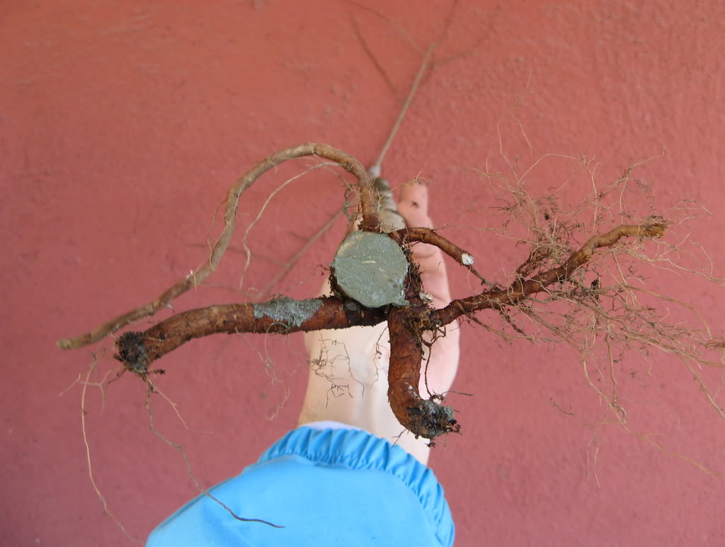 cabellera7.jpg