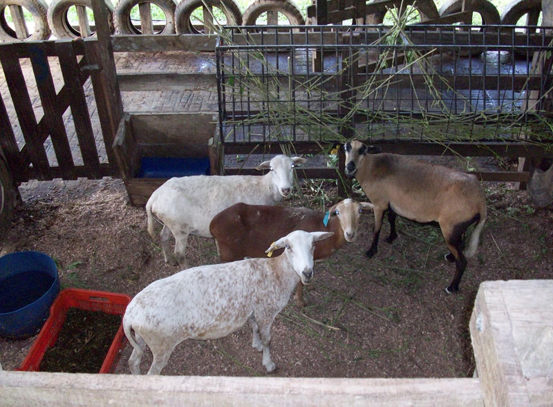 cabras.jpg