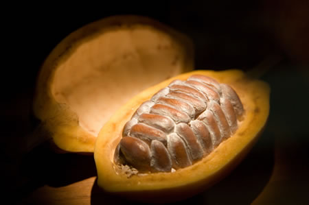 cacao.jpg