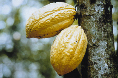 CacaoChuaoelmejordelmundo_01.jpg