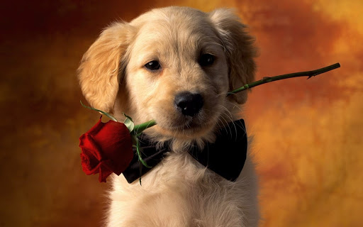 cachorro_enamorado_perro_rosa_pajarita_tierno_wallpaper.jpg
