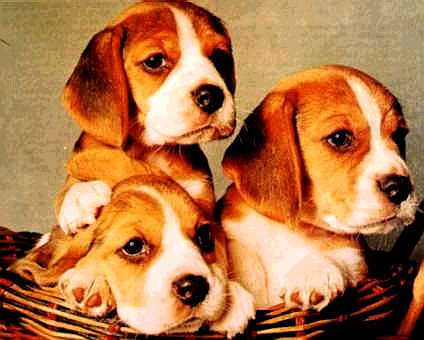 cachorros.jpg