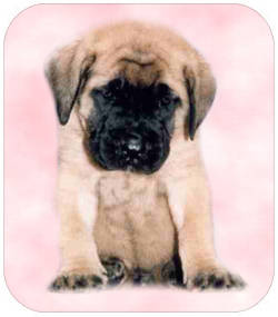 cachorros-mastin-perros.jpg