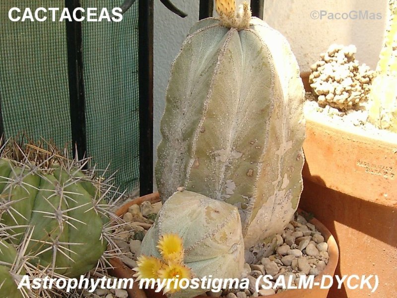 CACT.Astrophytum%20myriostigma.03253.jpg