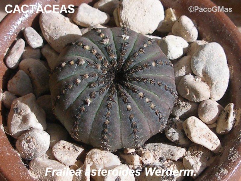 CACT.Frailea%20asteroides.020014.jpg