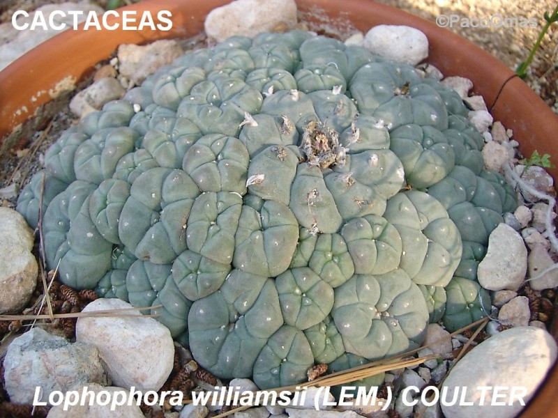 CACT.Lophophora.williamsii.%D102705.jpg