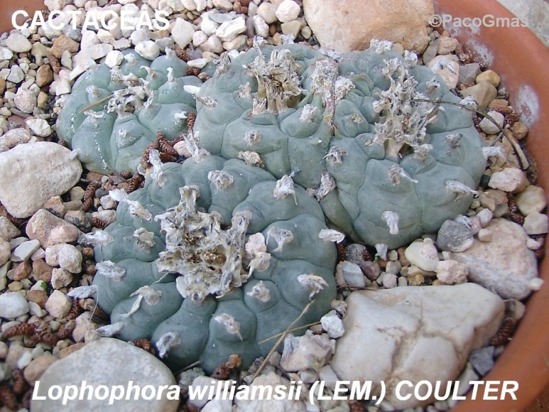 CACT.Lophophora.williamsii.%D102706.jpg