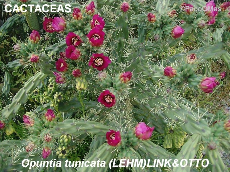 CACT.Opuntia%20tunicata.02959.jpg