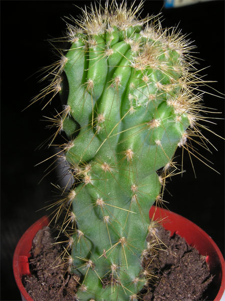 cact8-004.jpg