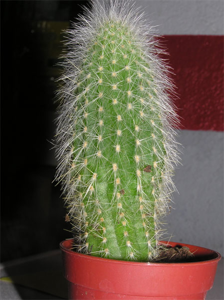 cact8-005.jpg