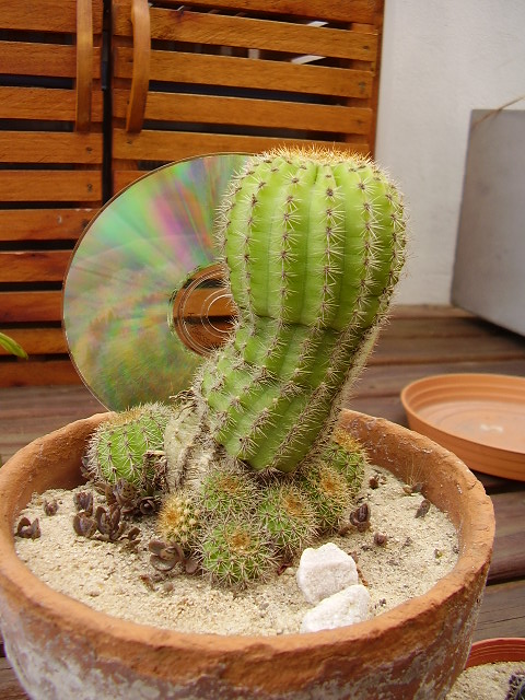 cact_005.jpg