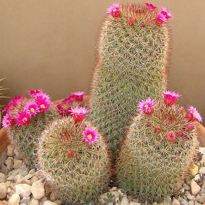 CACT_Mammillaria_02740.jpg