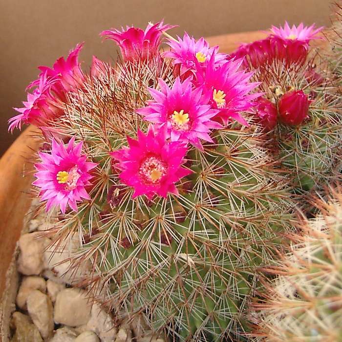CACT_Mammillaria_02741.jpg