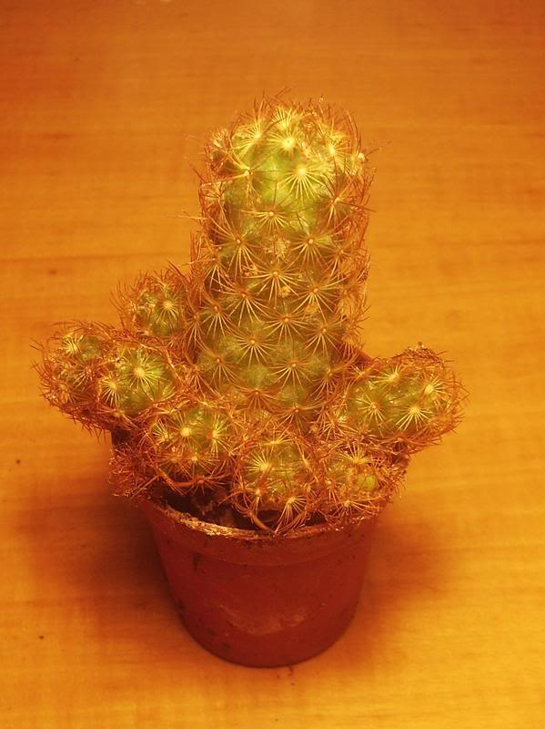 Cacta.jpg