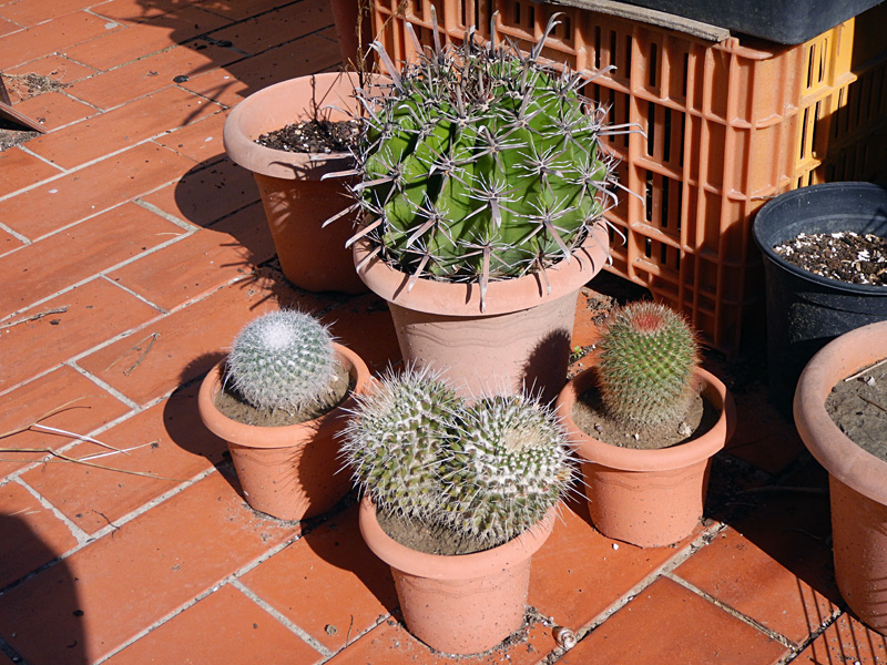 cacti.jpg