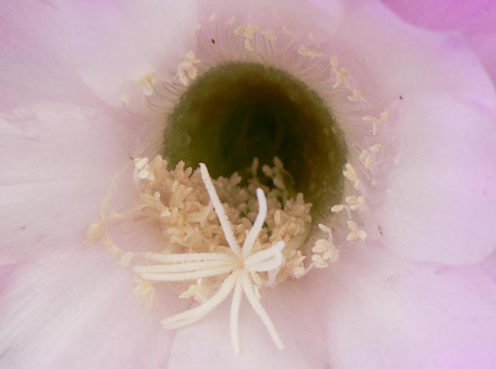 cacto03.jpg