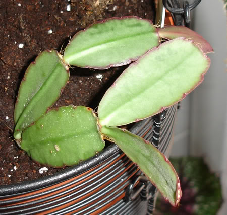 cactoepifito107_2008.jpg
