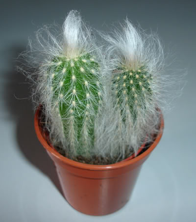 cactosp311_07.jpg