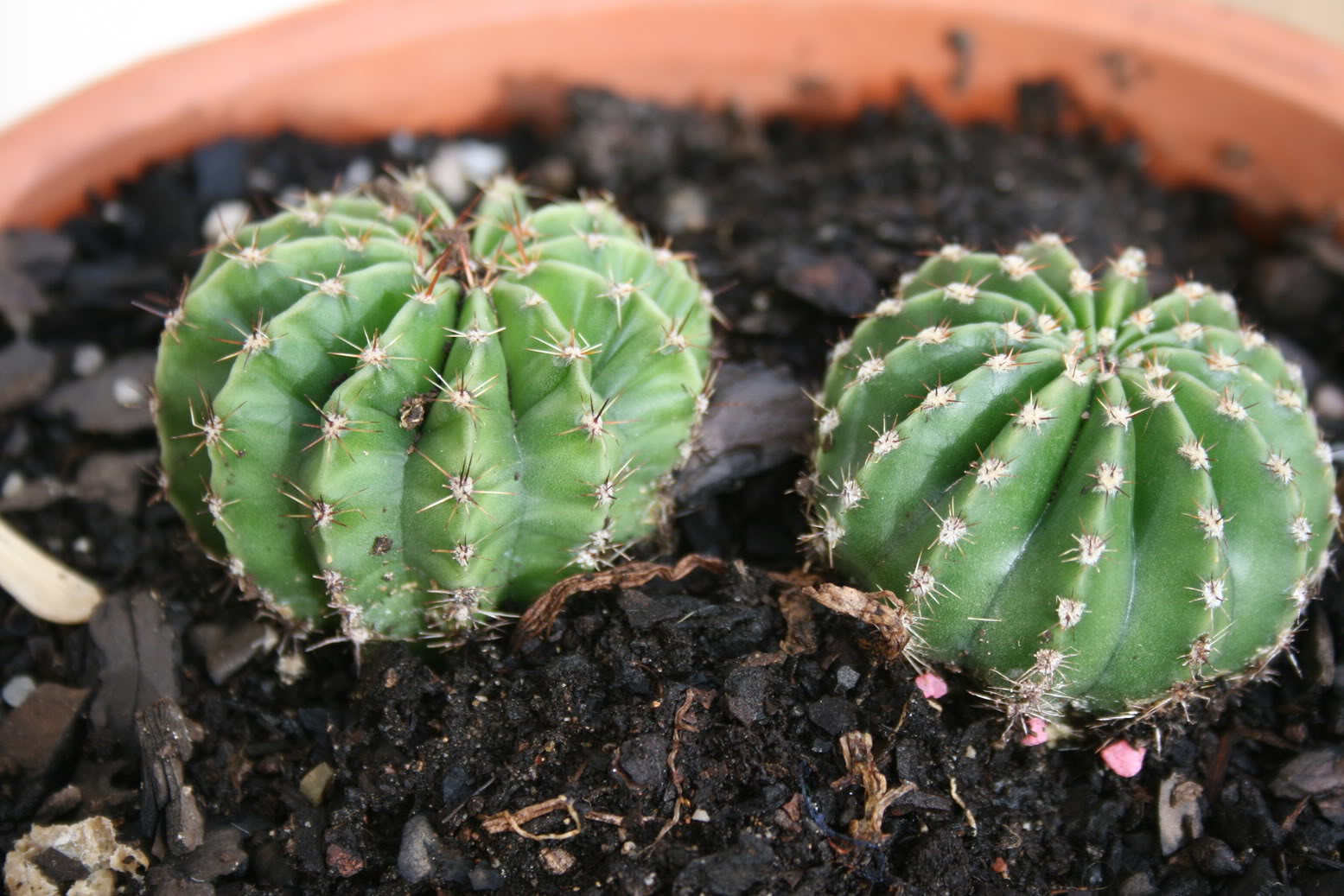 Cactudos.jpg