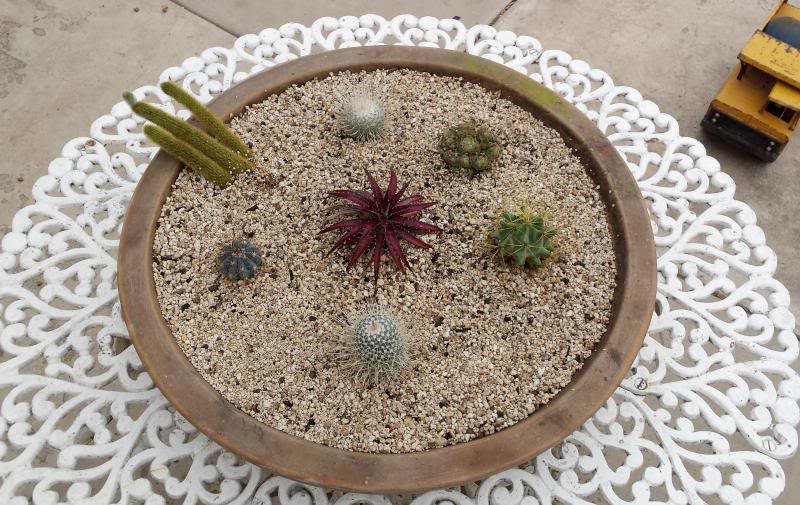 cactumaceta1_zps51449ea0.jpg