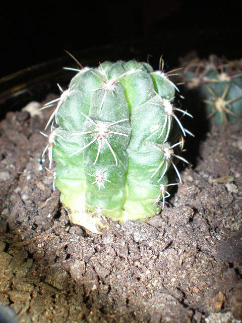 cactus 001.jpg