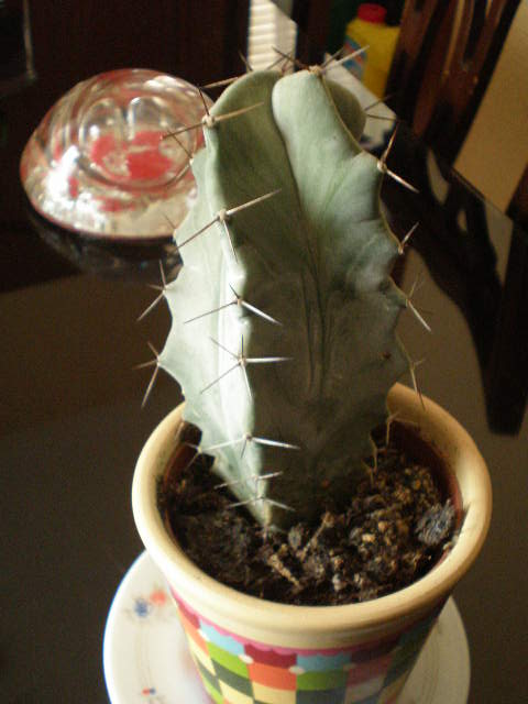 cactus 004.jpg