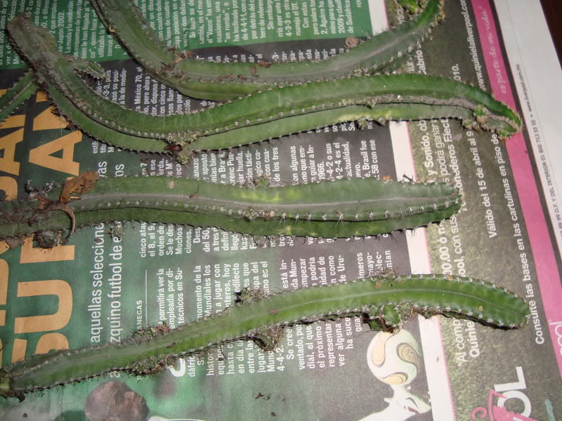 cactus-1.jpg